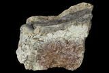 Fossil Triceratops Bone Section - North Dakota #117546-1